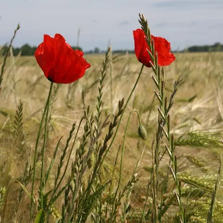 In Der Naehe Der Ostsee Neubukow