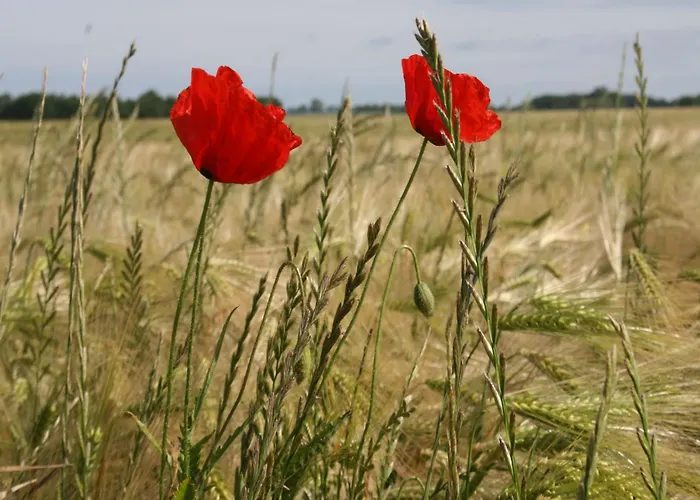 In Der Naehe Der Ostsee Neubukow
